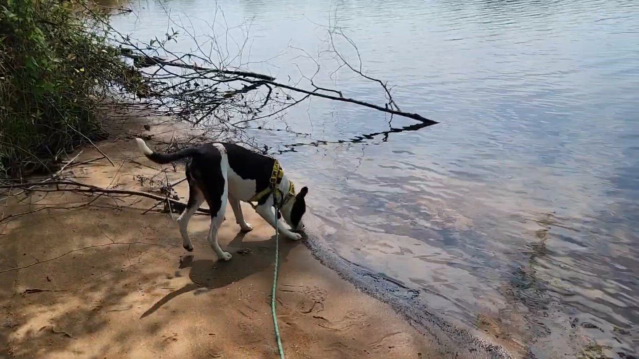 Enlarge Spot, a ADOPTABLE Mixed Breed in North Augusta, SC video 1/6