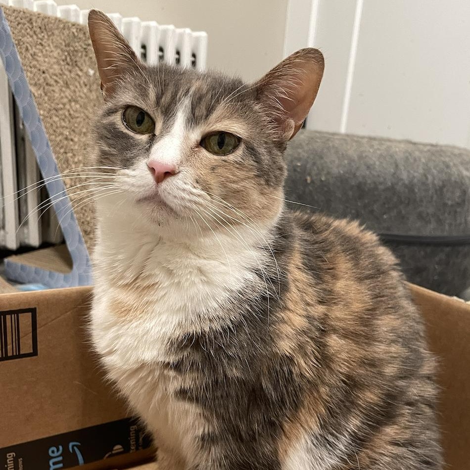 Callie, Adoptable, Adult Female Domestic Medium Hair.