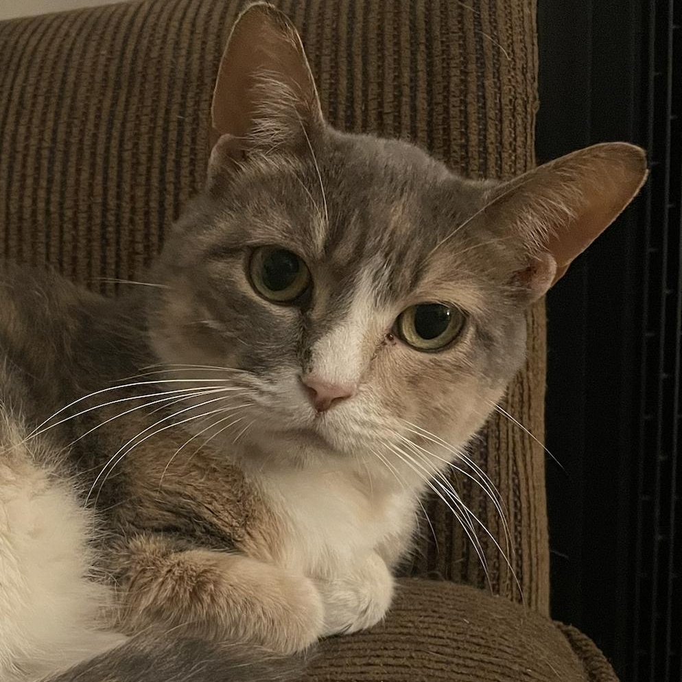 Callie, a Adoptable Domestic Medium Hair in Philadelphia, PA image 2/4