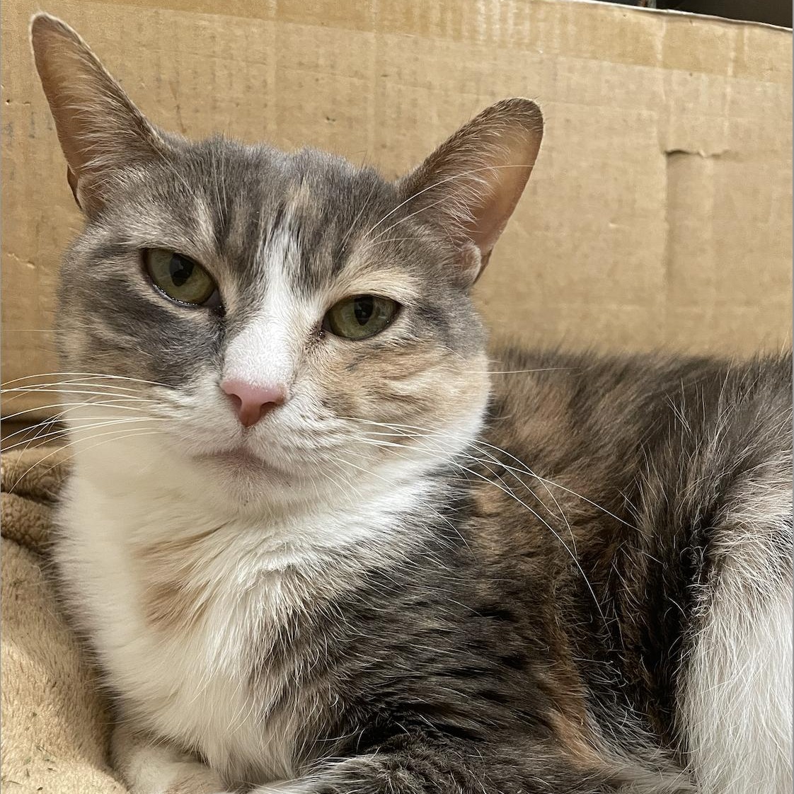 Callie, a Adoptable Domestic Medium Hair in Philadelphia, PA image 4/4