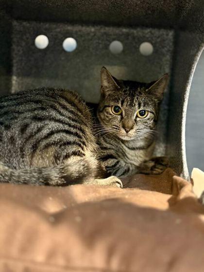 Bernadette, Adoptable, Young Female Domestic Short Hair & Domestic Short Hair.