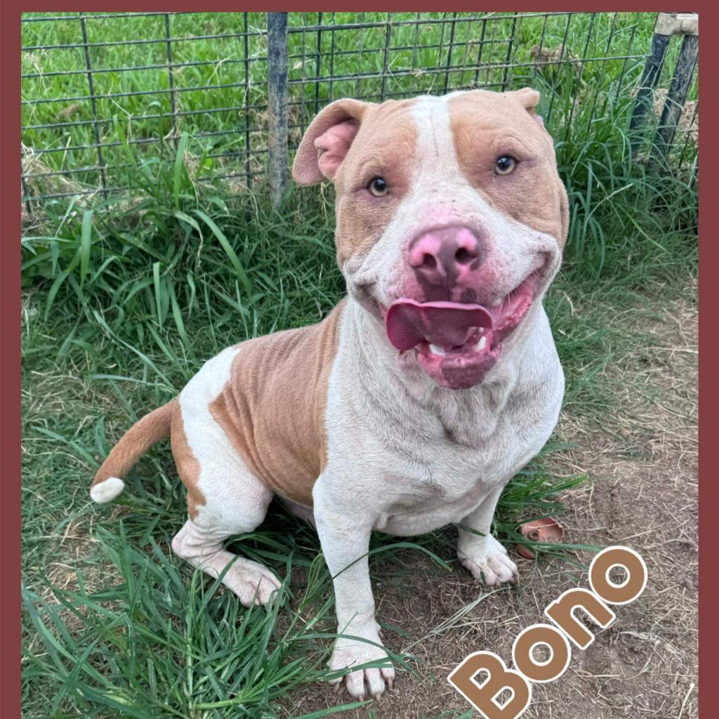 Enlarge Bono, a Adoptable mixed breed in Hackett, AR image 1/1