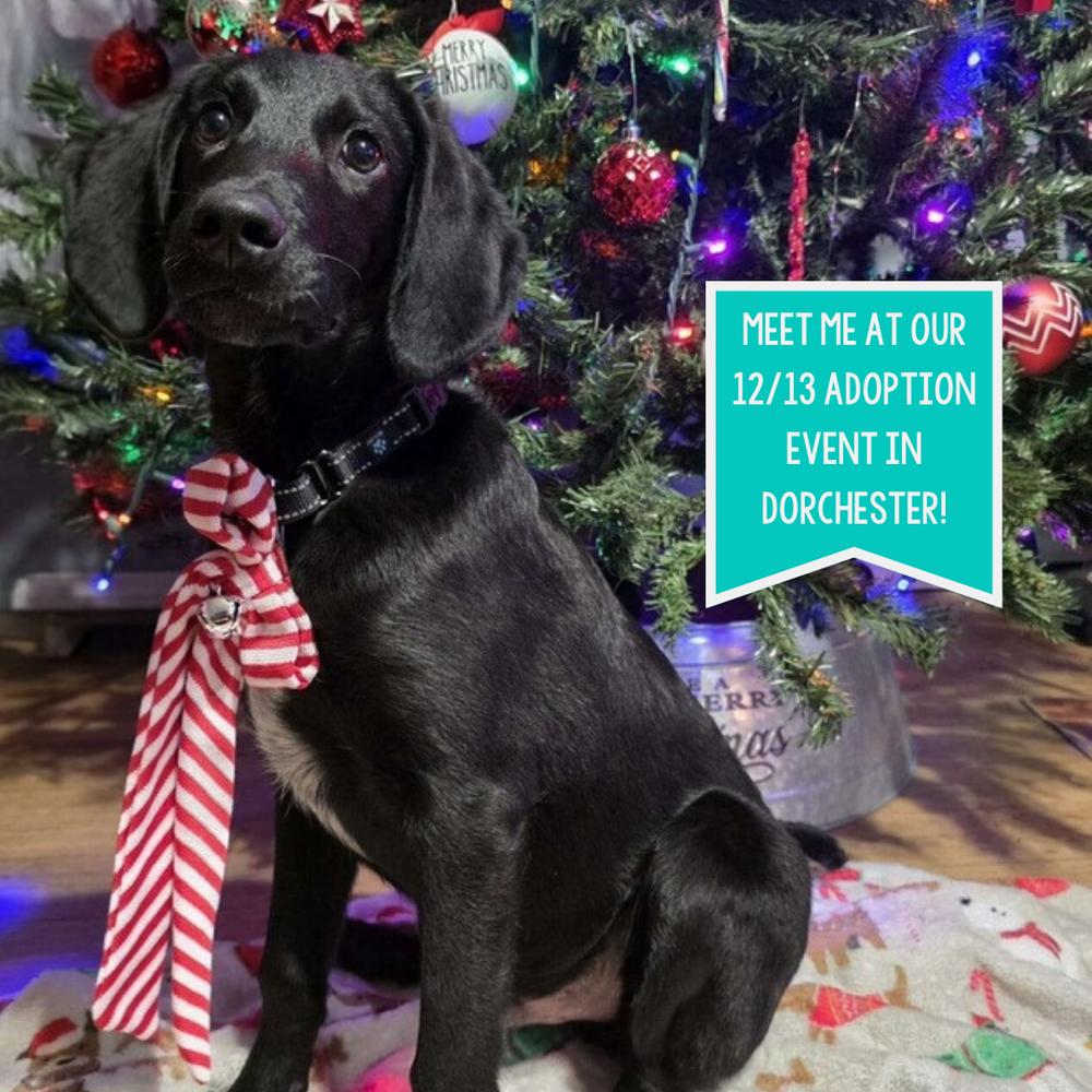 Charlie Greystar, a Adoptable mixed breed in Boston, MA image 1/6