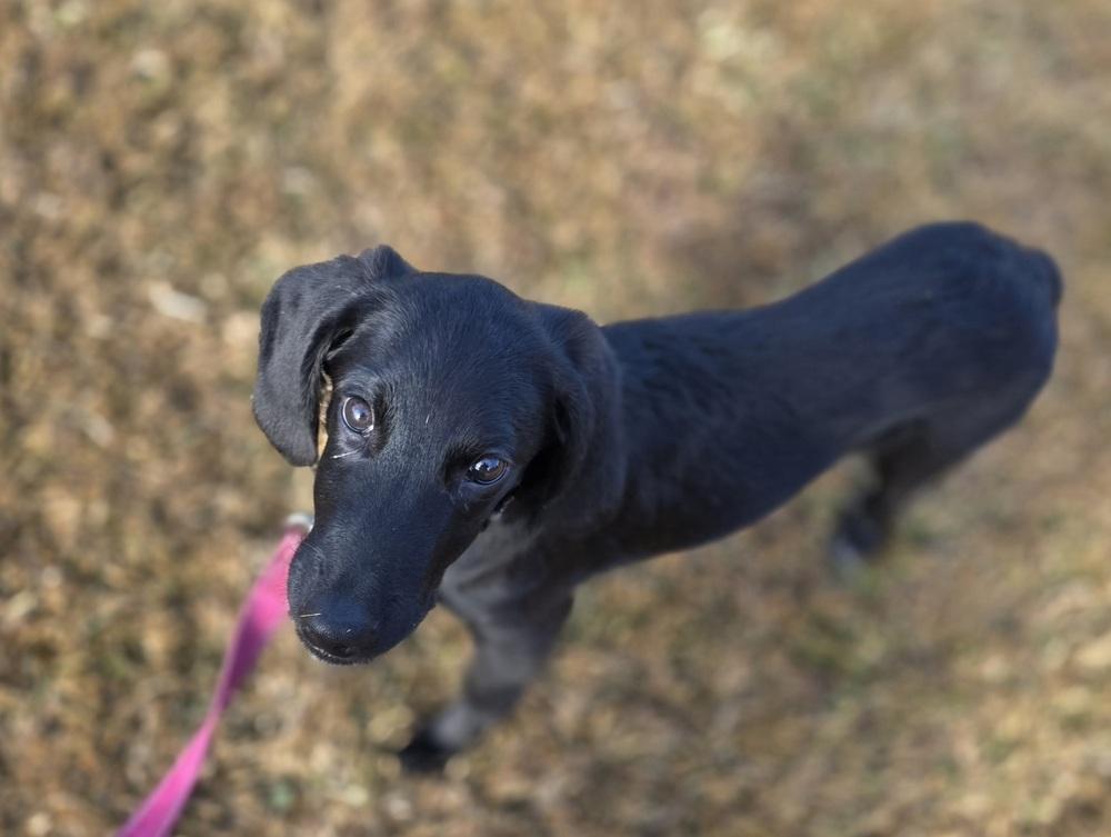 Charlie Greystar, a Adoptable mixed breed in Boston, MA image 2/6