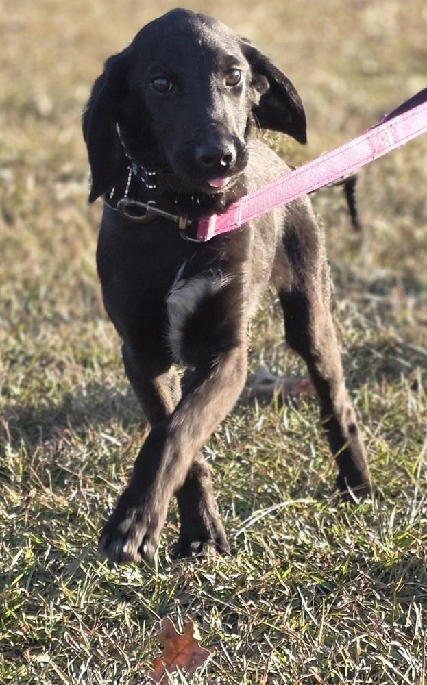 Charlie Greystar, a Adoptable mixed breed in Boston, MA image 1/6