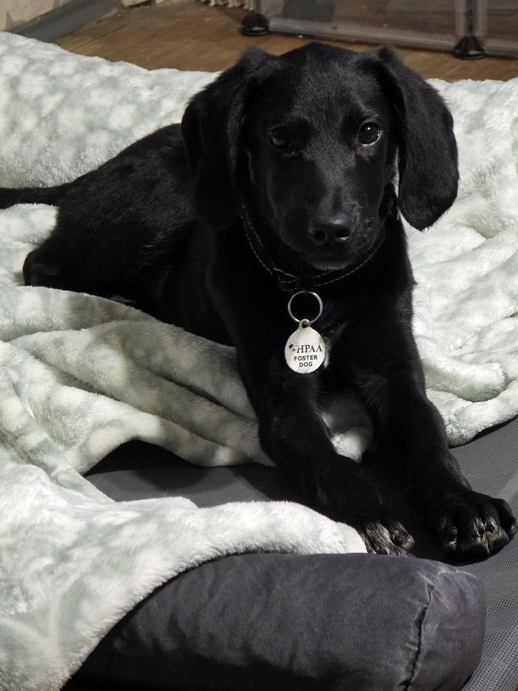 Charlie Greystar, a Adoptable mixed breed in Boston, MA image 3/6