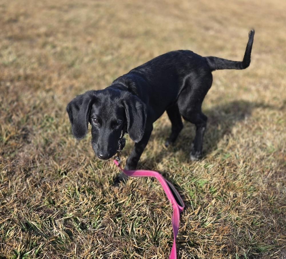 Charlie Greystar, a Adoptable mixed breed in Boston, MA image 6/6