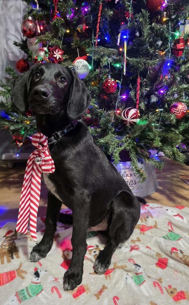 Charlie Greystar, a Adoptable mixed breed in Boston, MA image 6/6