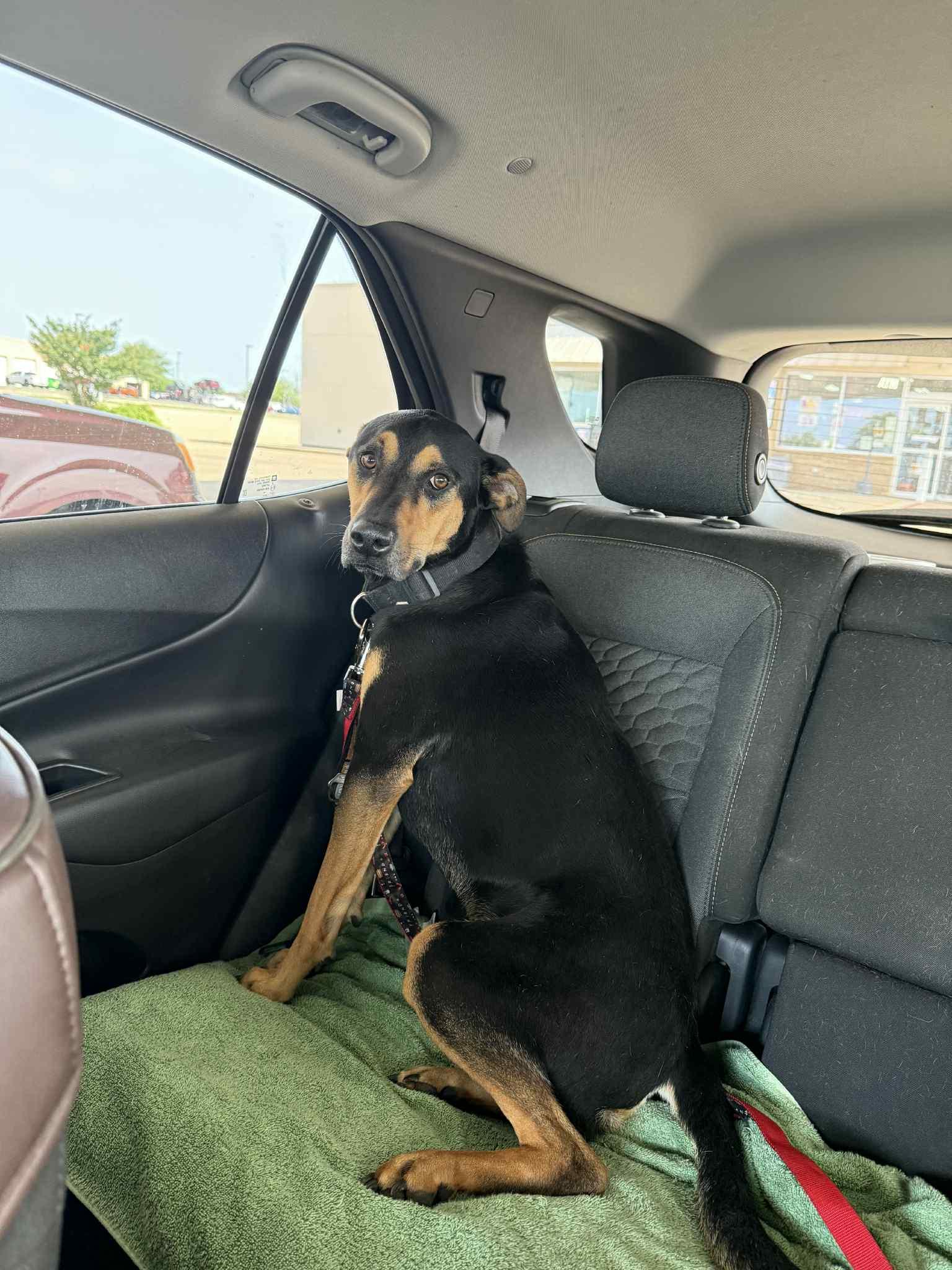 Romeo, an adoptable Mixed Breed in Sagle, ID, 83860 | Photo Image 5