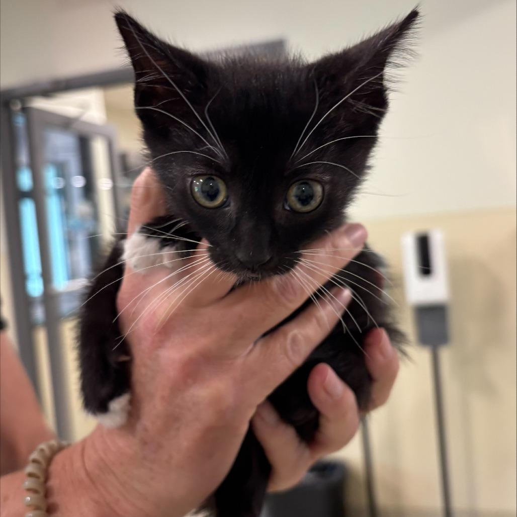 Enlarge Athena, a Adoptable Domestic Short Hair in Briarcliff Manor, NY image 2/2