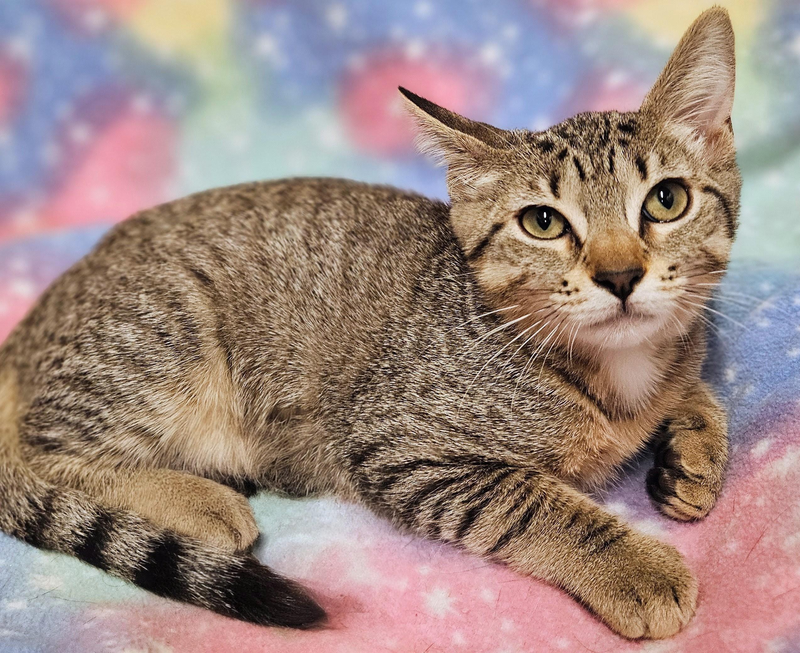 Enlarge Dot - Rancho Cucamonga PetSmart, a Adoptable Domestic Short Hair in Rancho Cucamonga, CA image 1/3