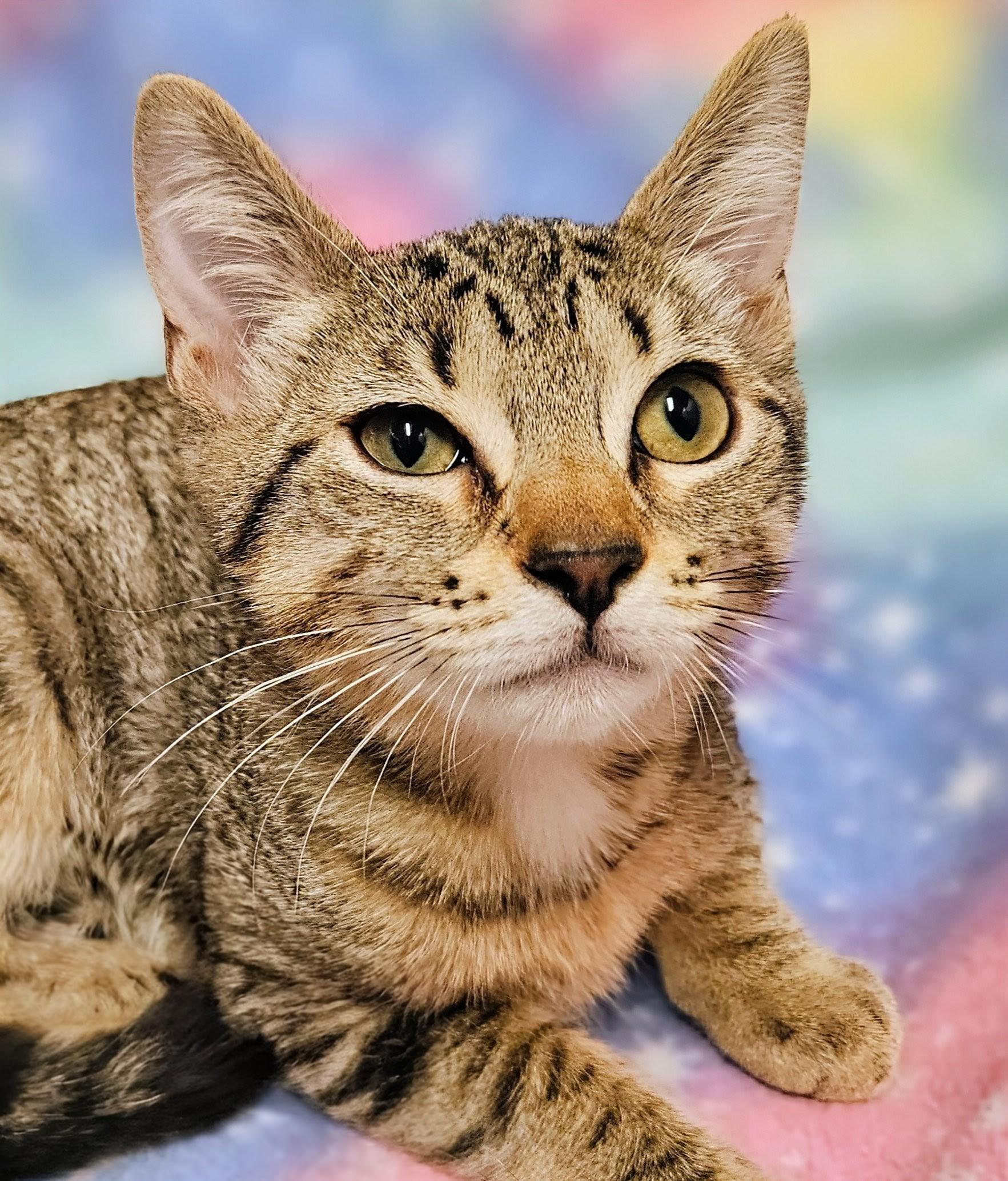 Enlarge Dot - Rancho Cucamonga PetSmart, a Adoptable Domestic Short Hair in Rancho Cucamonga, CA image 3/3