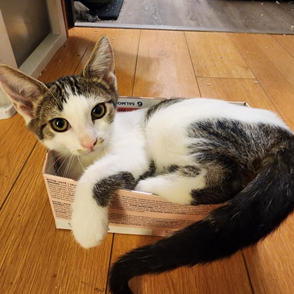 Sasha — thumbnail 2