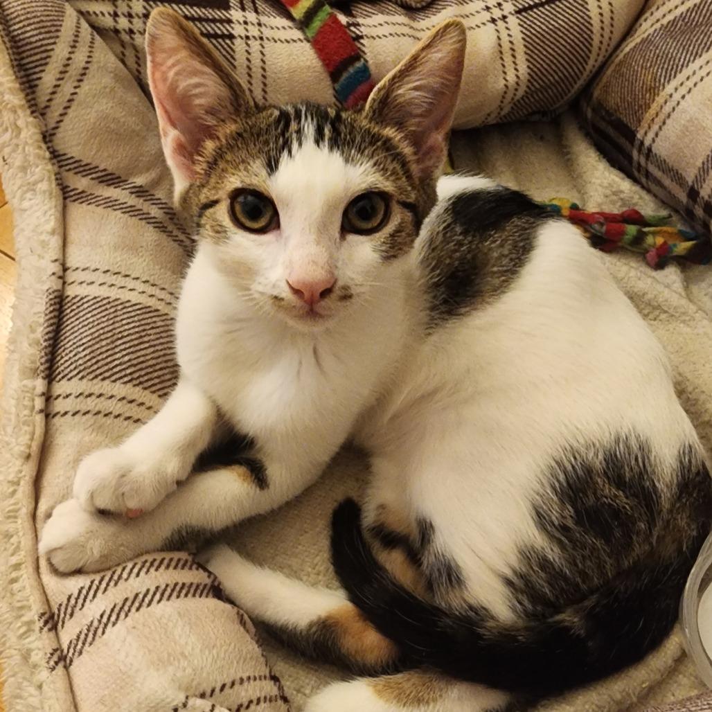 Sasha — thumbnail 3