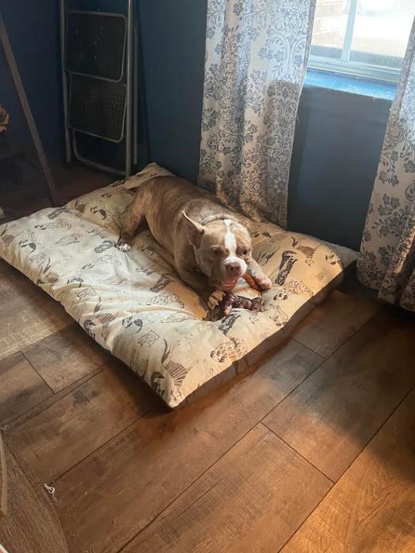 Vinnie Van Gogh a True Work of Art — thumbnail 5