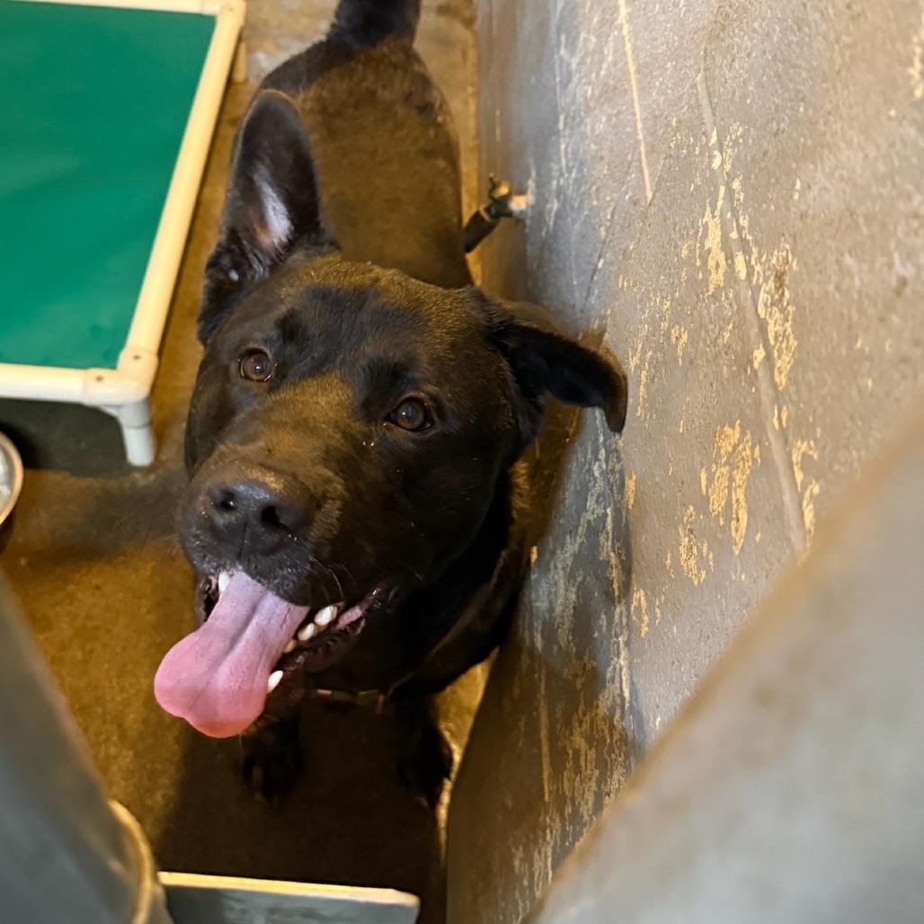 Enlarge Blakely, a Adoptable mixed breed in Coos Bay, OR image 1/1
