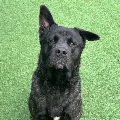 Enlarge Blake, a Adoptable mixed breed in Coos Bay, OR image 2/2