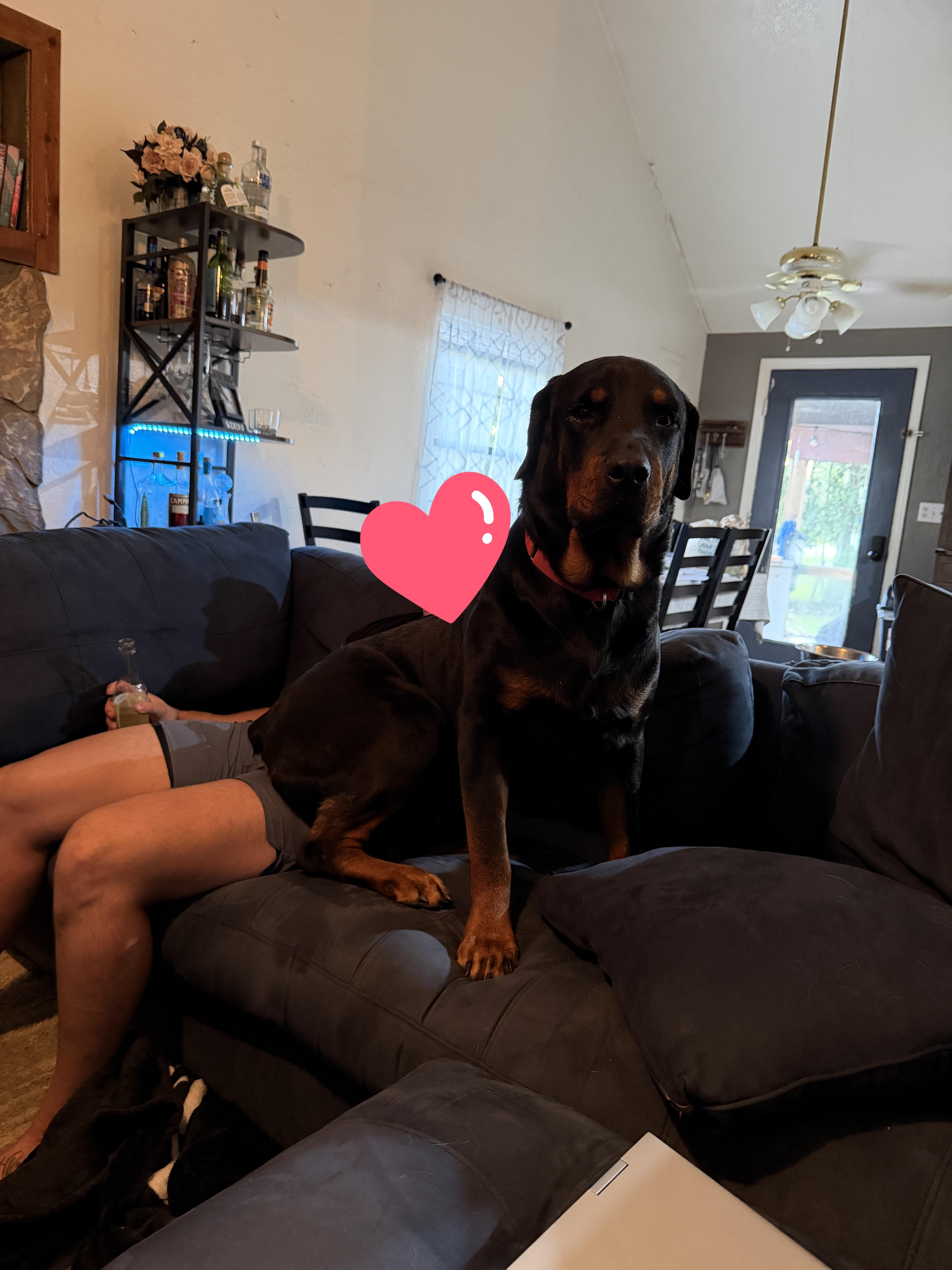 Enlarge Smiley, a Adoptable Rottweiler in ocala, FL image 1/2