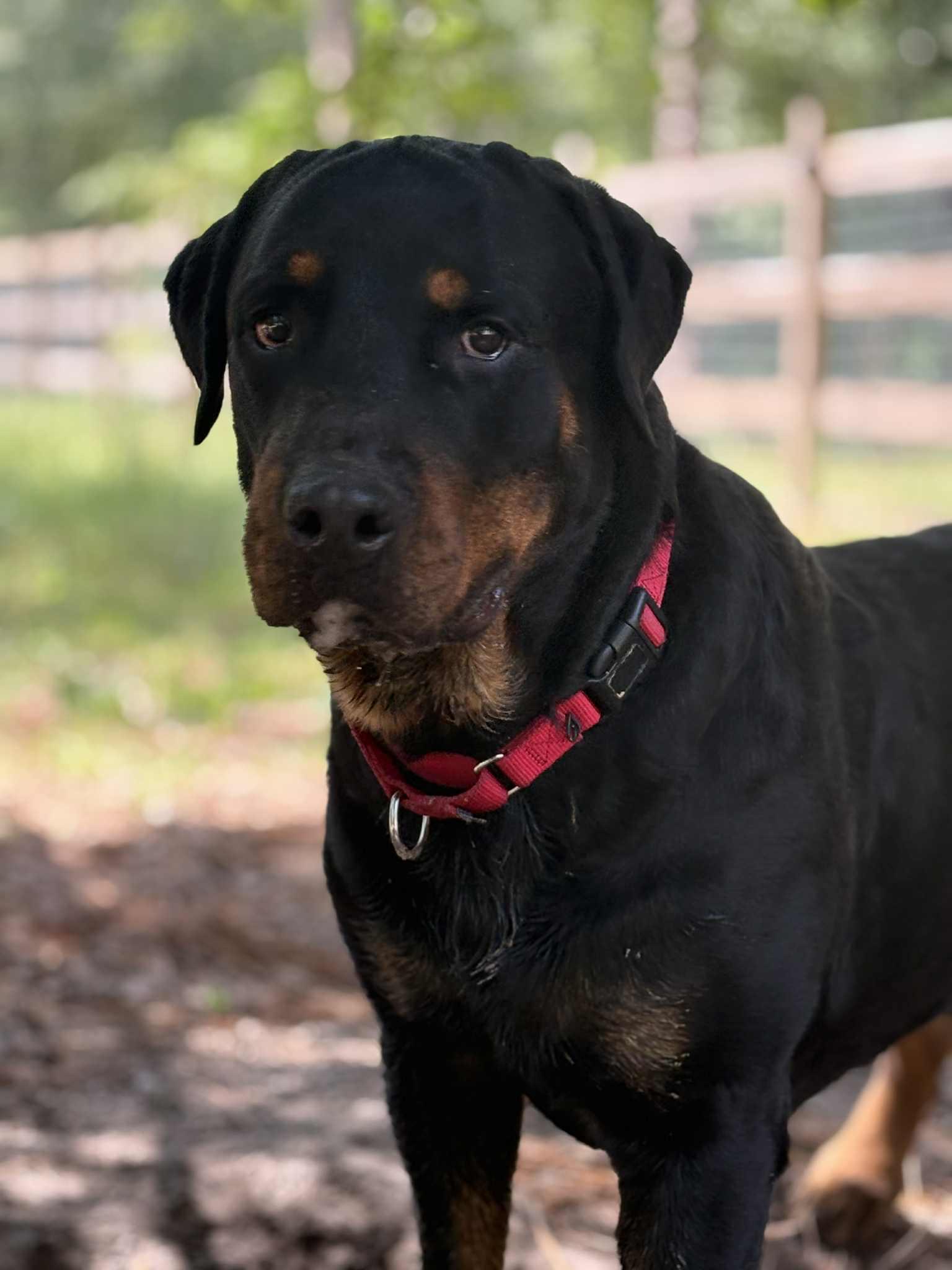 Enlarge Smiley, a Adoptable Rottweiler in ocala, FL image 2/2