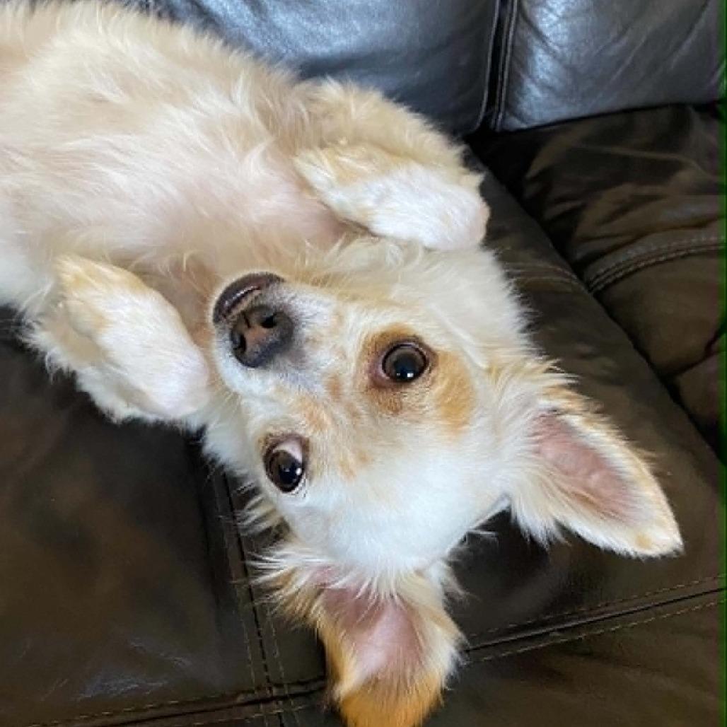 Eddie -*Available By Appointment*Chino Hills Location, a Adoptable mixed breed in Chino Hills, CA image 1/6