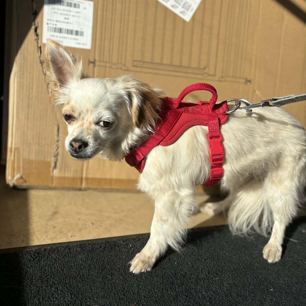 Eddie -*Available By Appointment*Chino Hills Location, a Adoptable mixed breed in Chino Hills, CA image 2/6