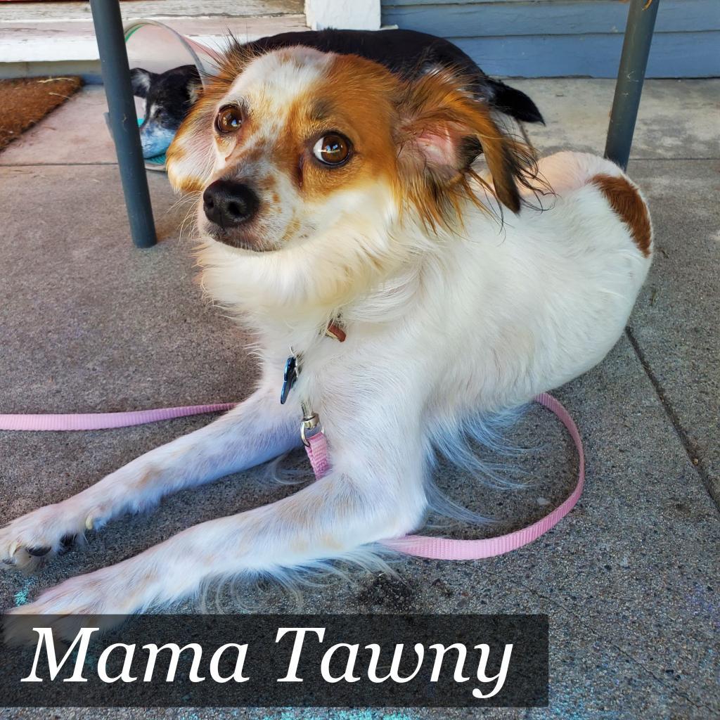 Eddie -*Available By Appointment*Chino Hills Location, a Adoptable mixed breed in Chino Hills, CA image 3/6