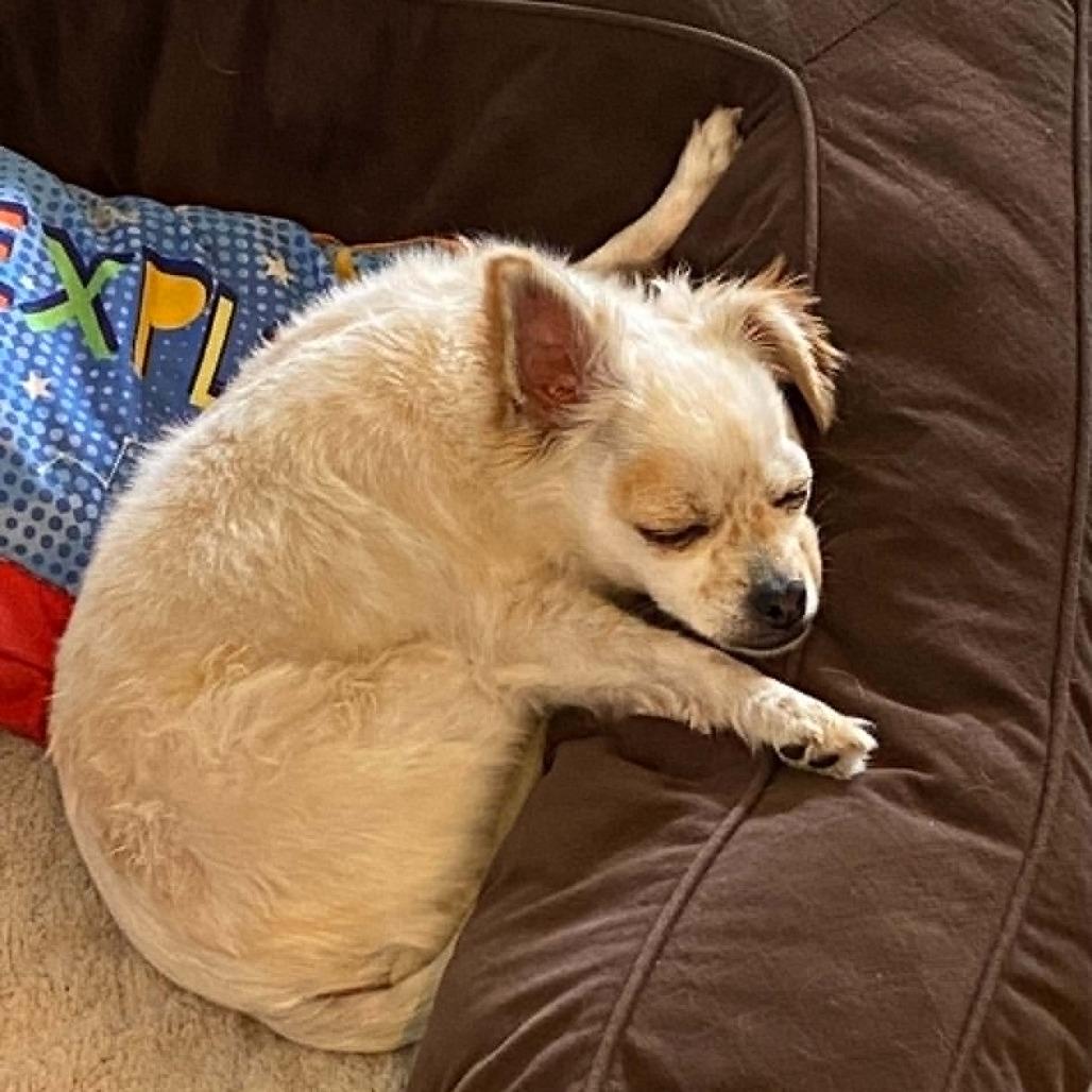 Eddie -*Available By Appointment*Chino Hills Location, a Adoptable mixed breed in Chino Hills, CA image 4/6