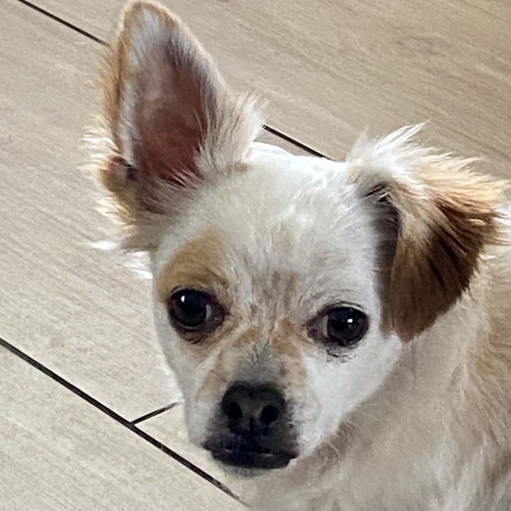 Eddie -*Available By Appointment*Chino Hills Location, a Adoptable mixed breed in Chino Hills, CA image 5/6