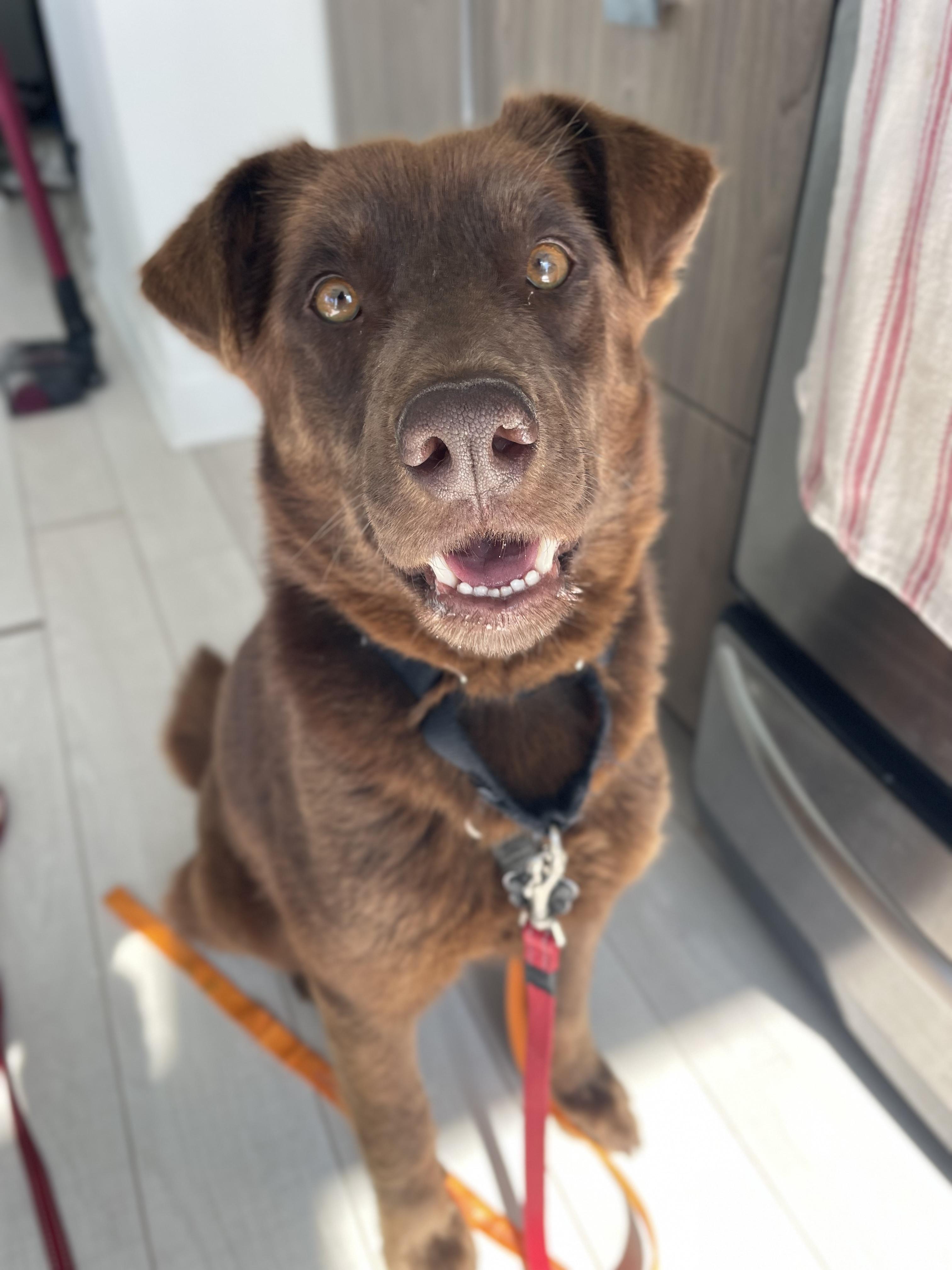 Money, an adopted mixed breed in Oakville, ON image 3/6