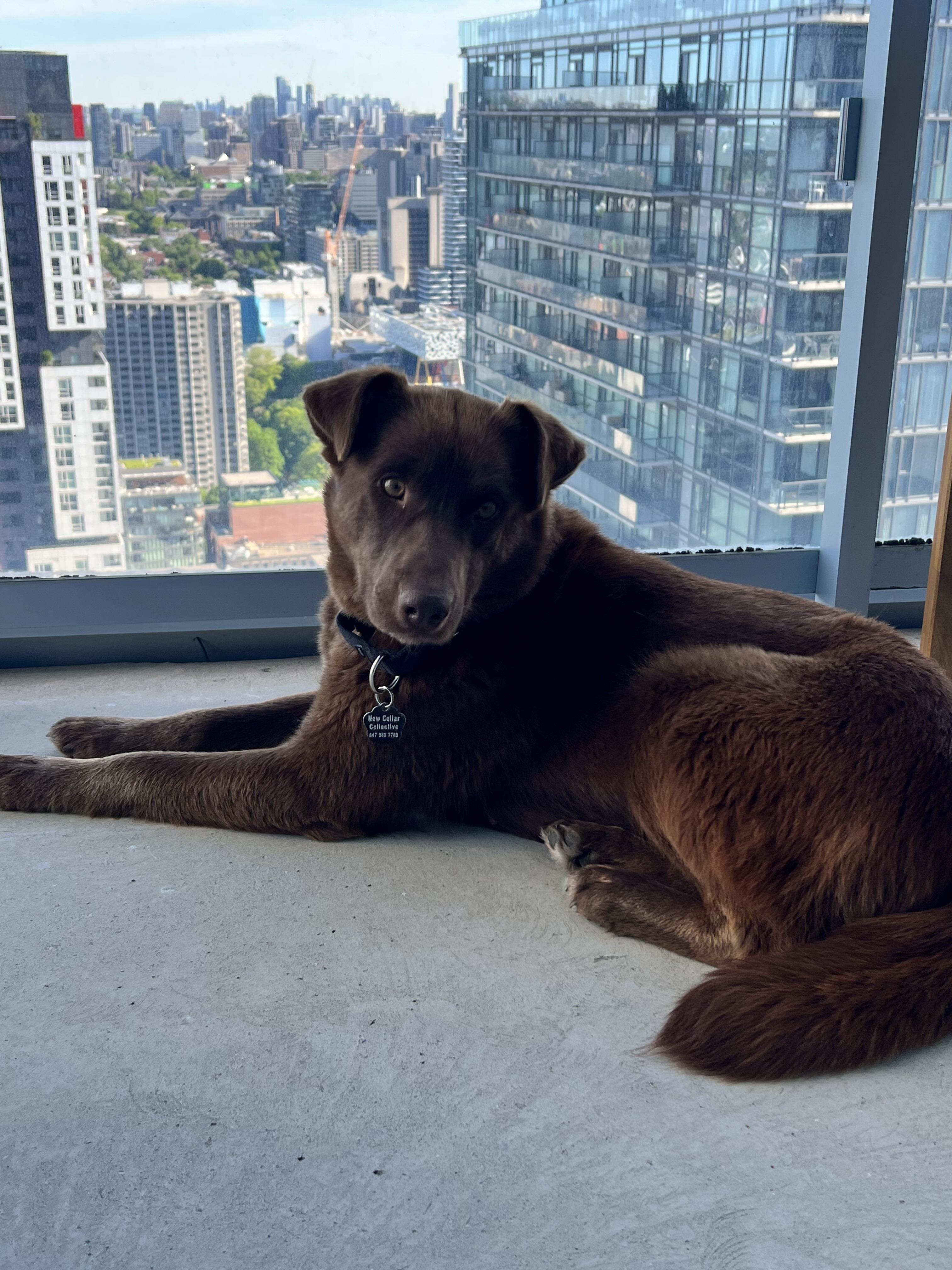 Money, an adopted mixed breed in Oakville, ON image 5/6