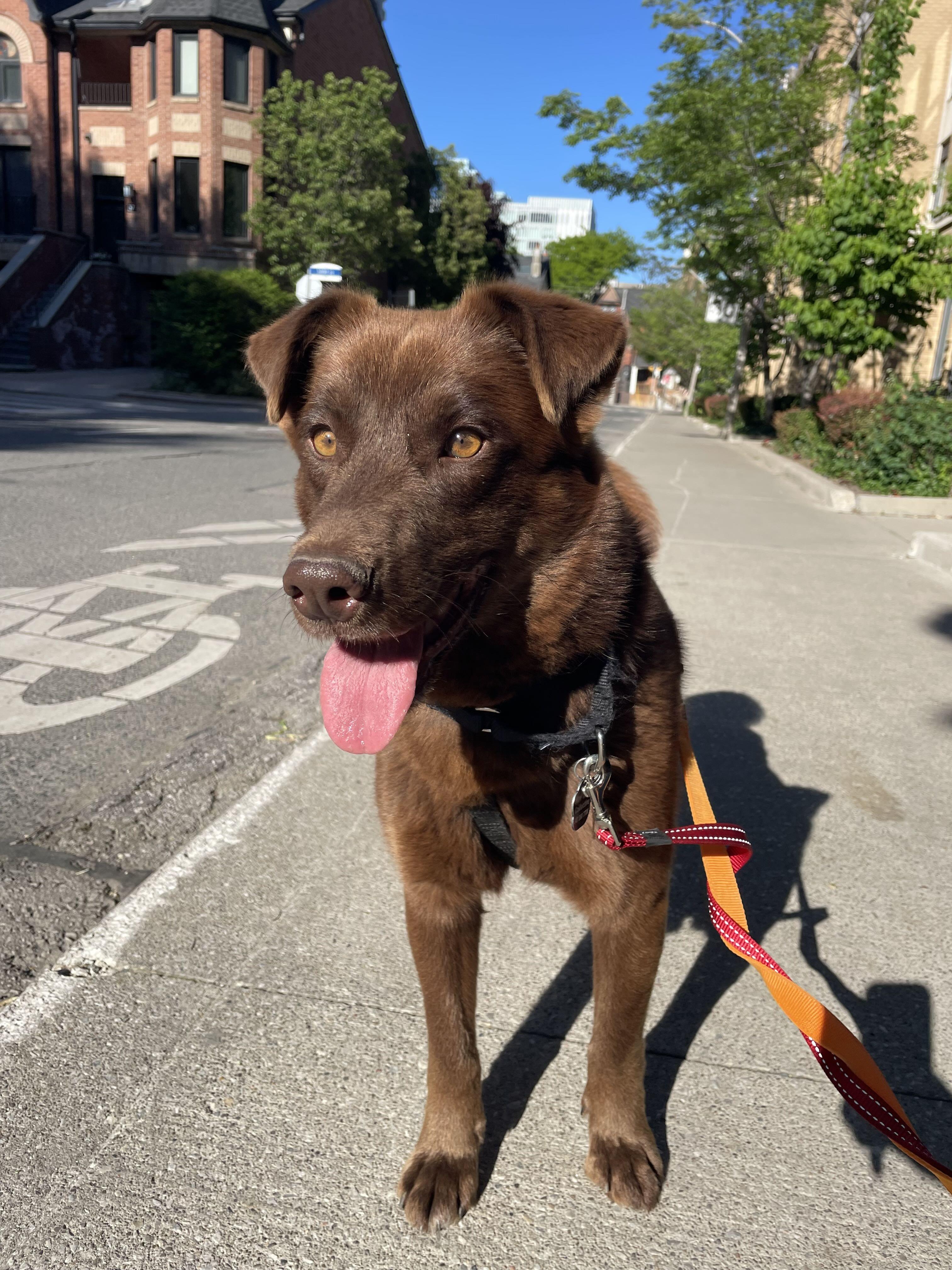 Money, an adopted mixed breed in Oakville, ON image 6/6