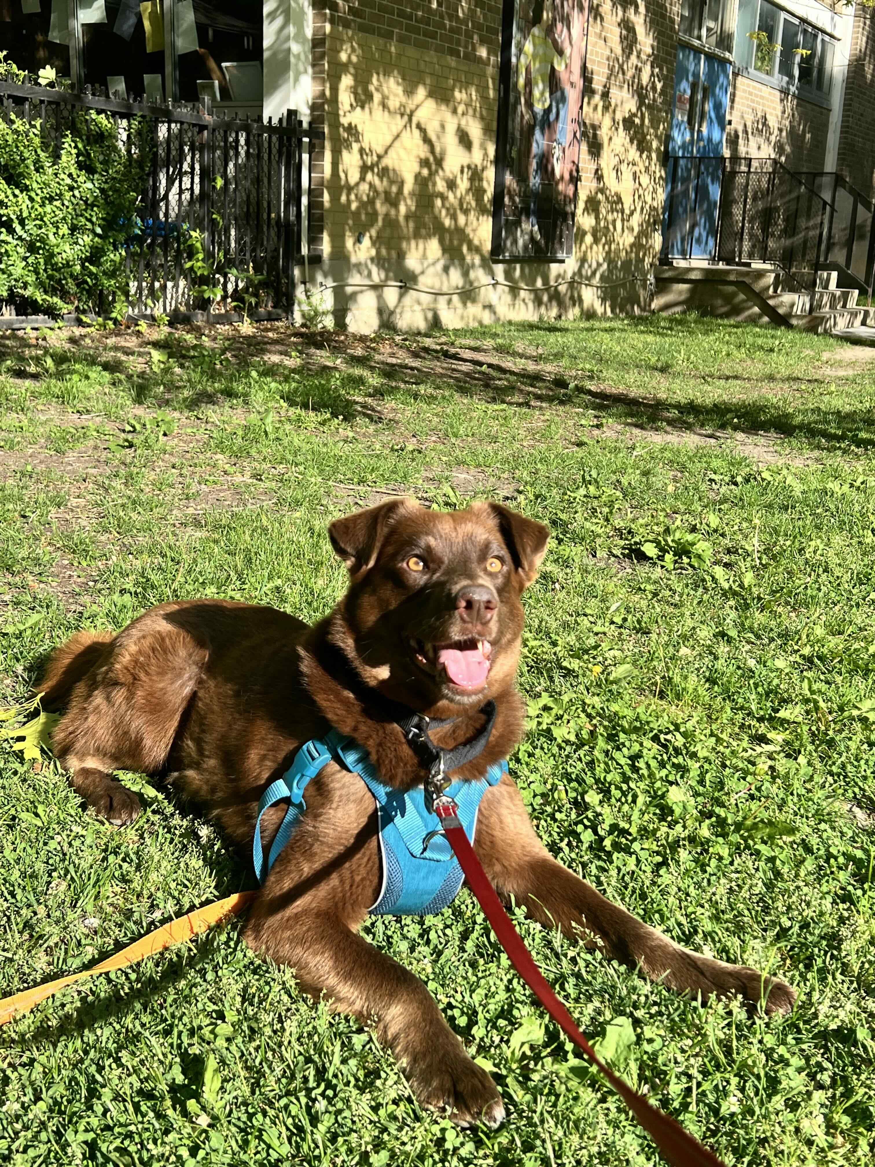 Money, an adopted mixed breed in Oakville, ON image 2/6