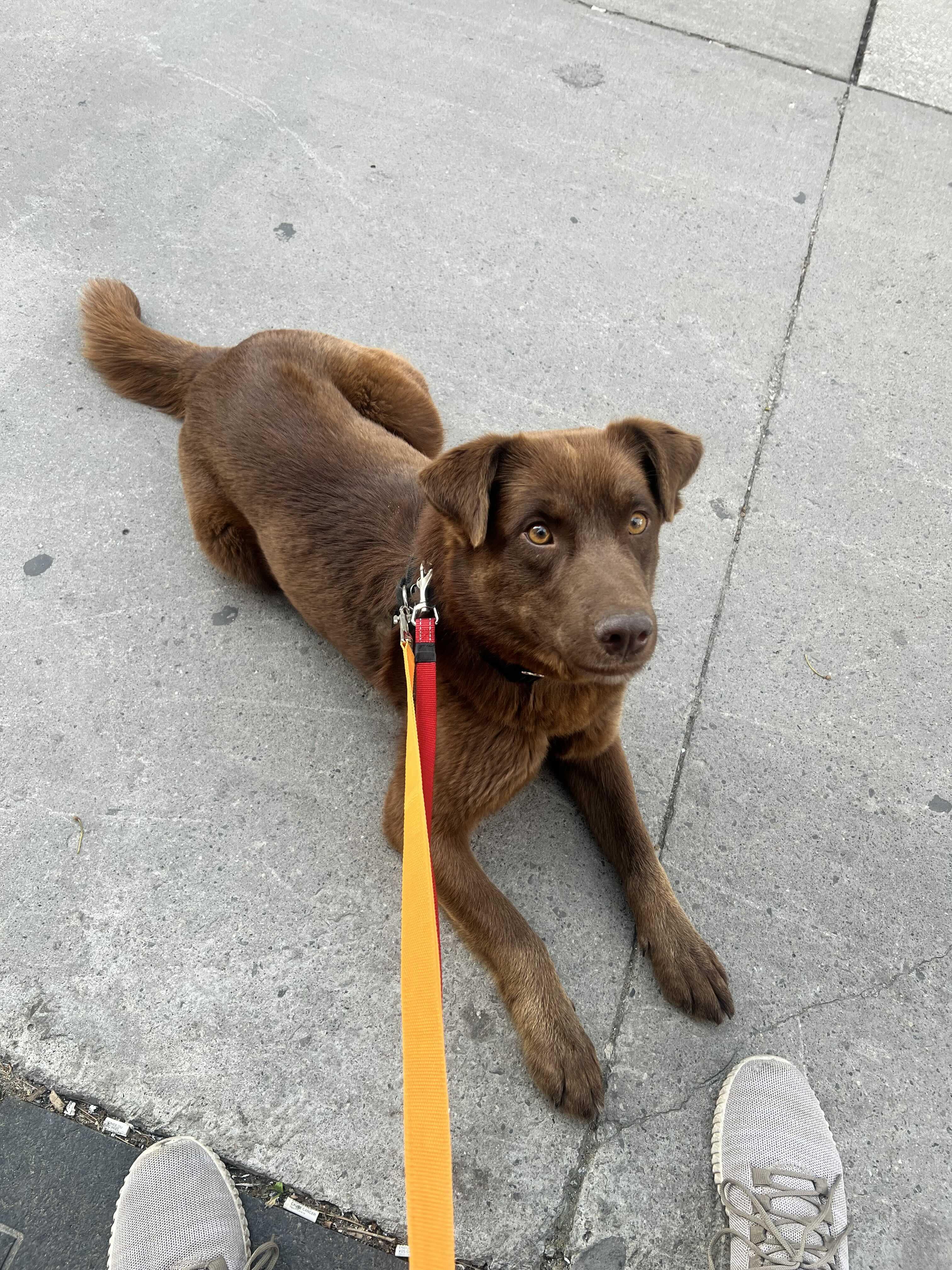 Money, an adopted mixed breed in Oakville, ON image 4/6