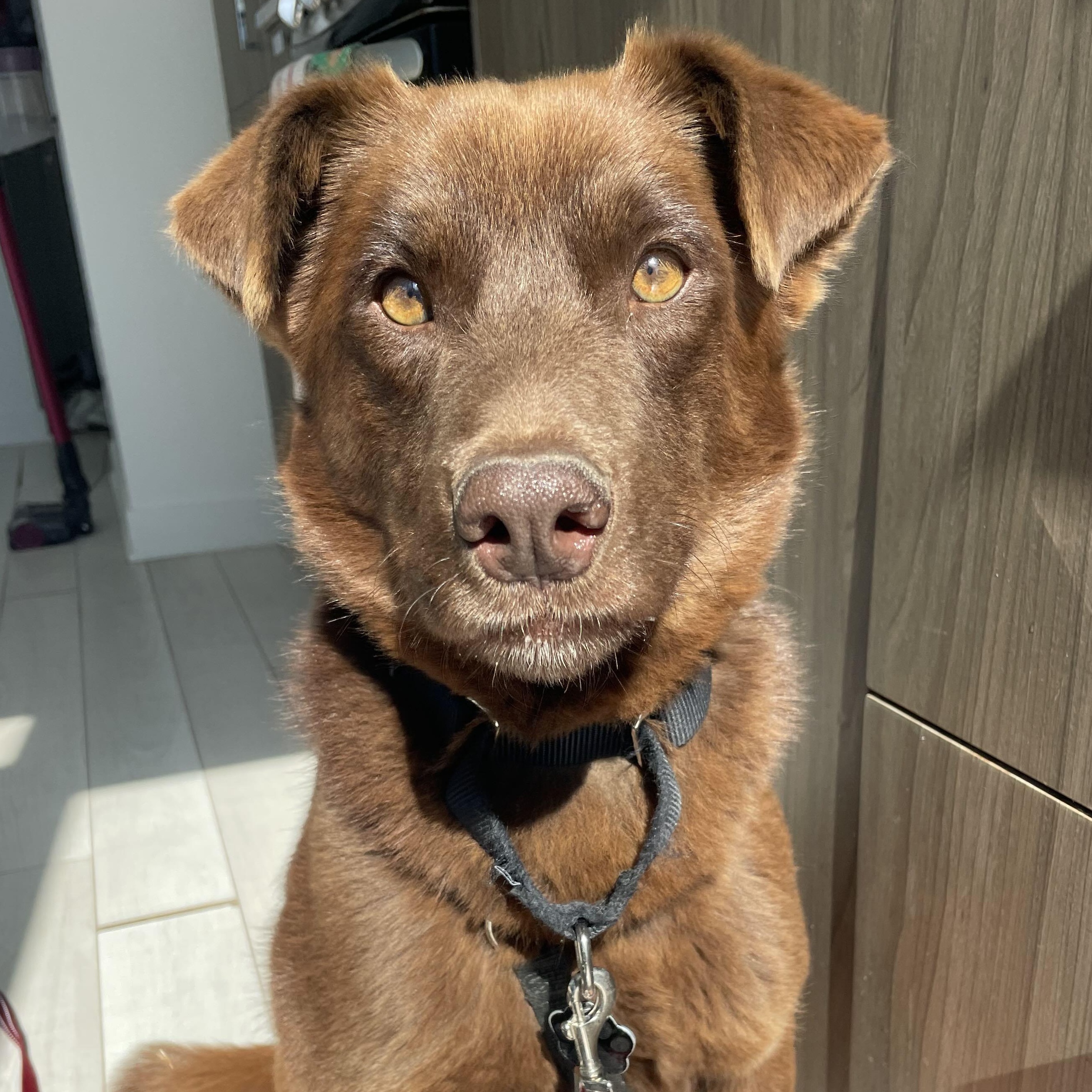 Money, adopted, Adult Female Chocolate Labrador Retriever.