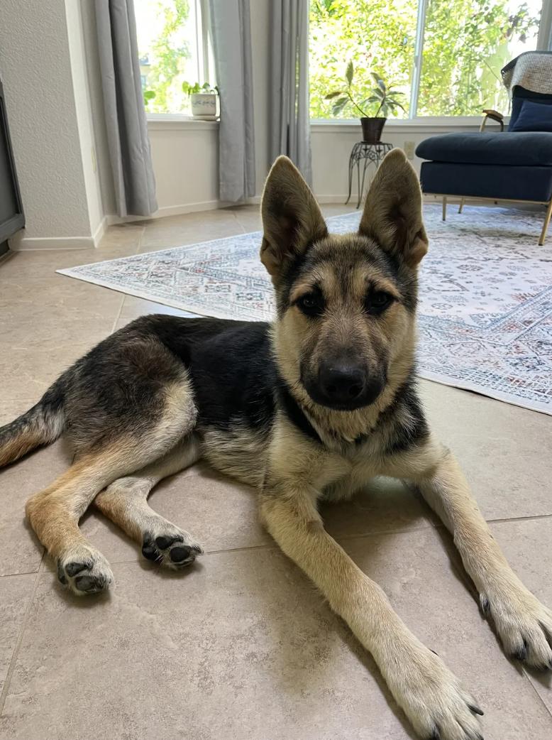 Theon, a ADOPTABLE mixed breed in Sacramento, CA image 2/3