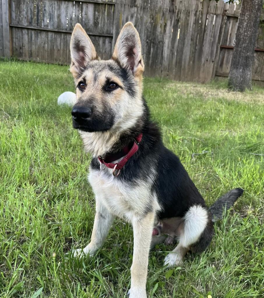 Theon, ADOPTABLE, Puppy Male German Shepherd Dog.