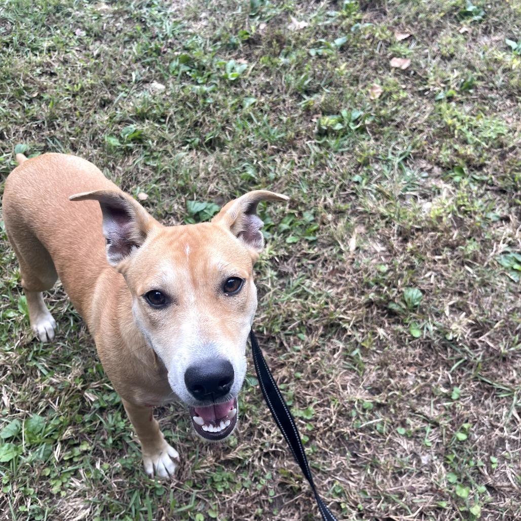 Target, Adoptable, Young Female Terrier.