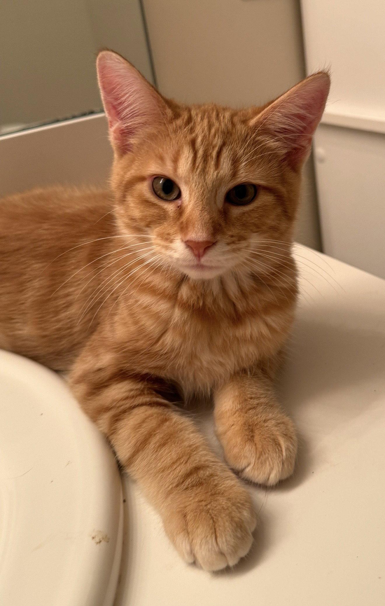 Thomas, Adopted, Kitten Male Domestic Short Hair.