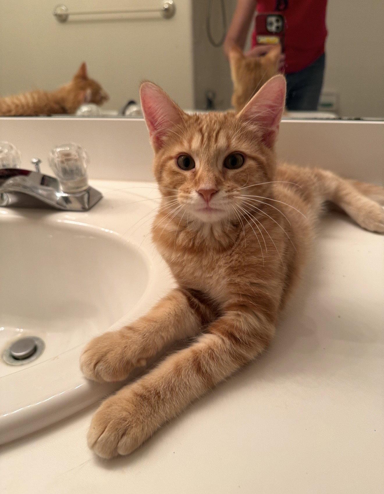 Enlarge Thomas, a Adopted Domestic Short Hair in Walled Lake, MI image 2/3