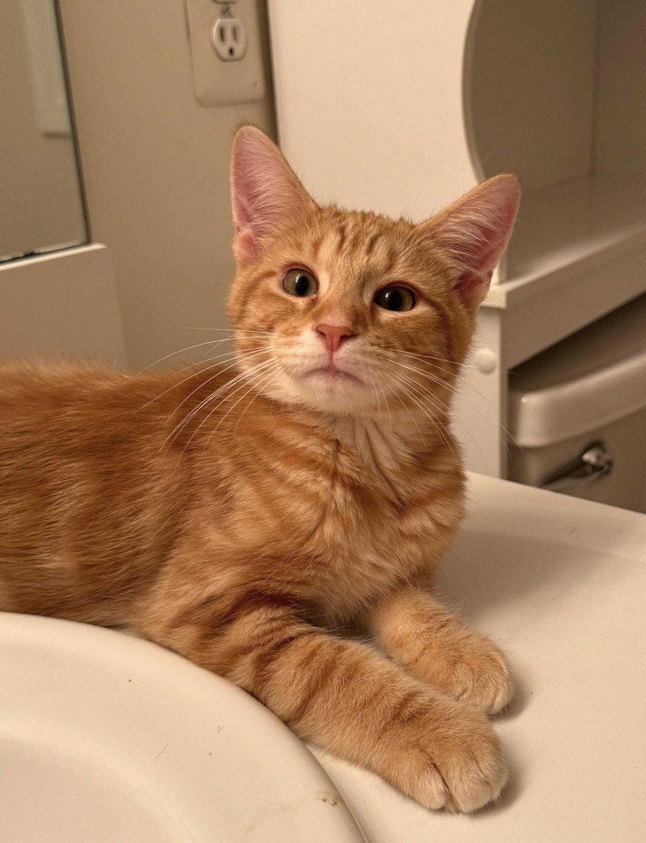Enlarge Thomas, a Adopted Domestic Short Hair in Walled Lake, MI image 3/3