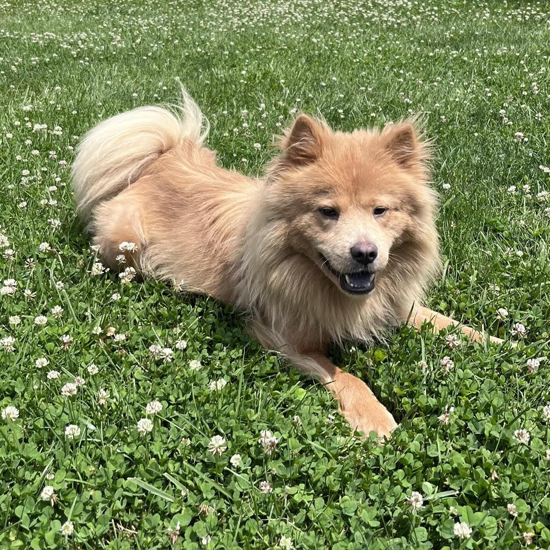Chow Chows for Adoption in Fairborn, Ohio | Petfinder