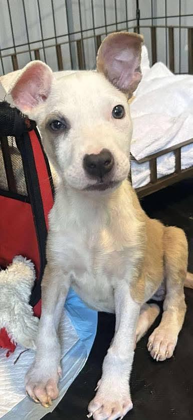 Amber, an adopted mixed breed in Schertz, TX image 3/4