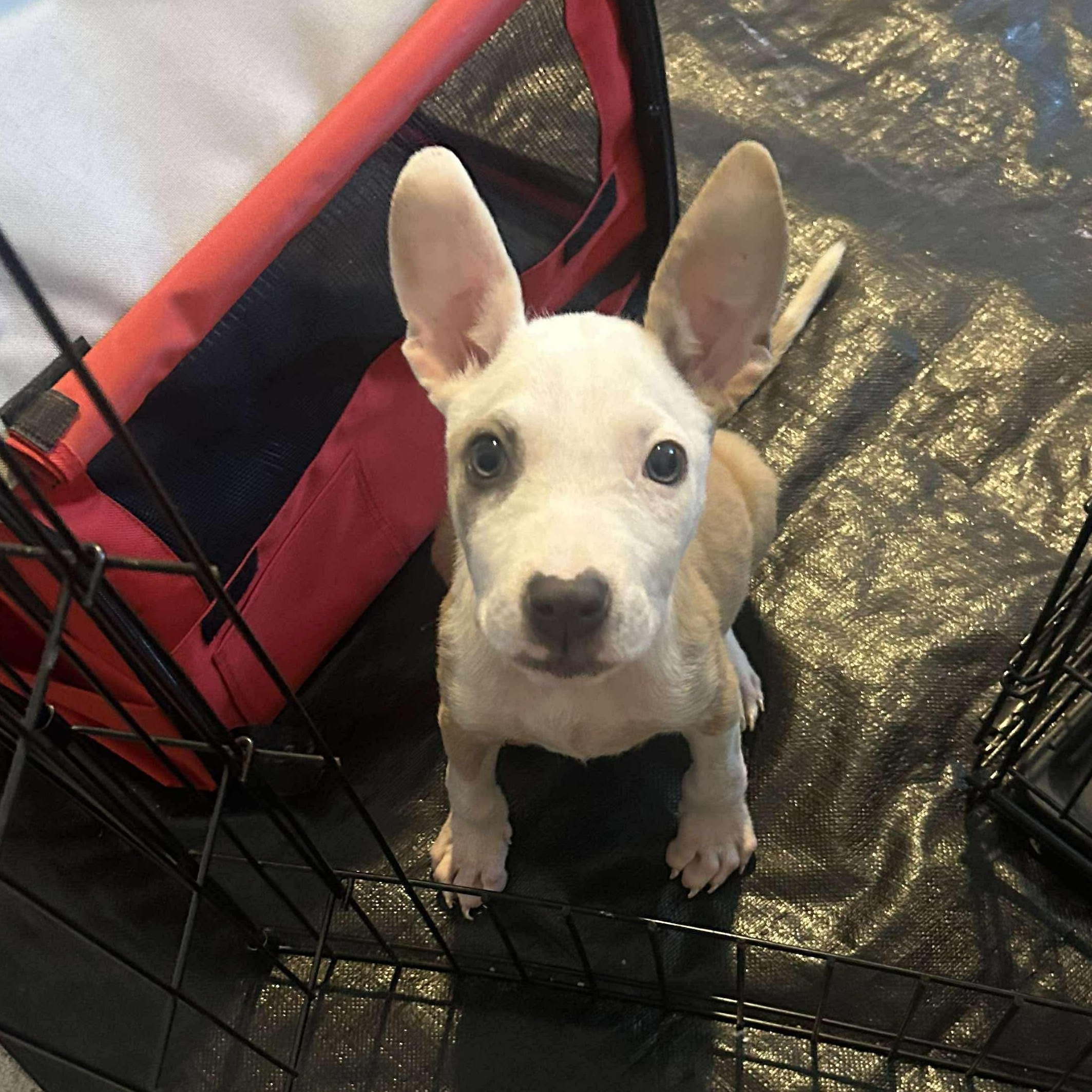 Amber, adopted, Puppy Female American Staffordshire Terrier.