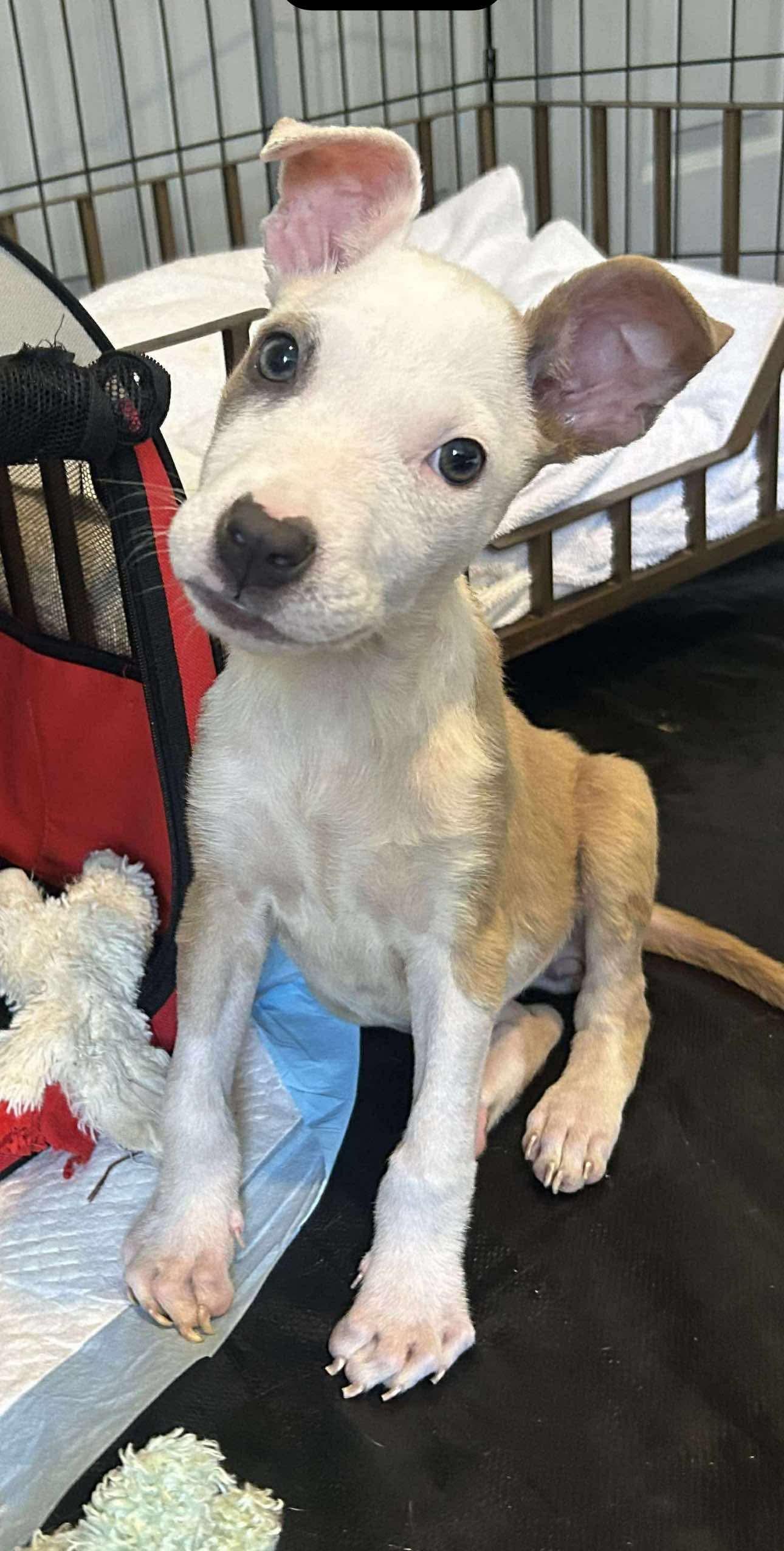 Amber, an adopted mixed breed in Schertz, TX image 2/4