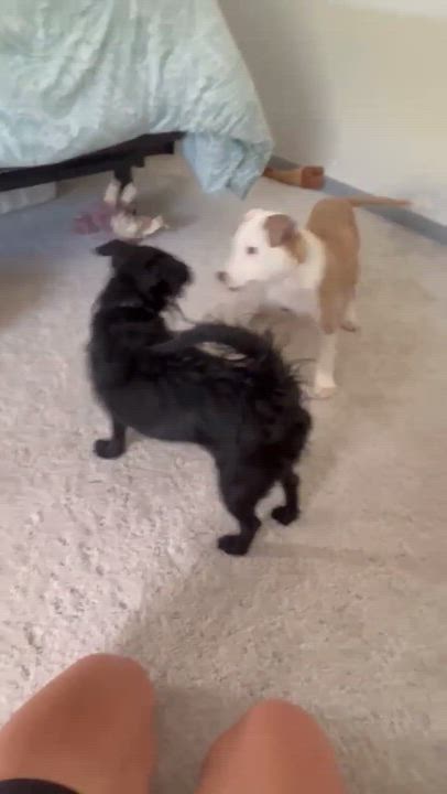 Enlarge Amber, an adopted mixed breed in Schertz, TX video 4/4