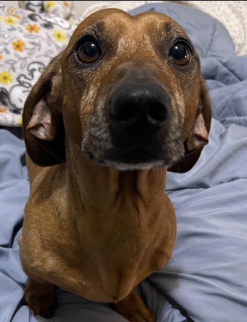 Enlarge Chip  -  Clovis, CA, a Adoptable Dachshund in Los Angeles, CA image 1/3