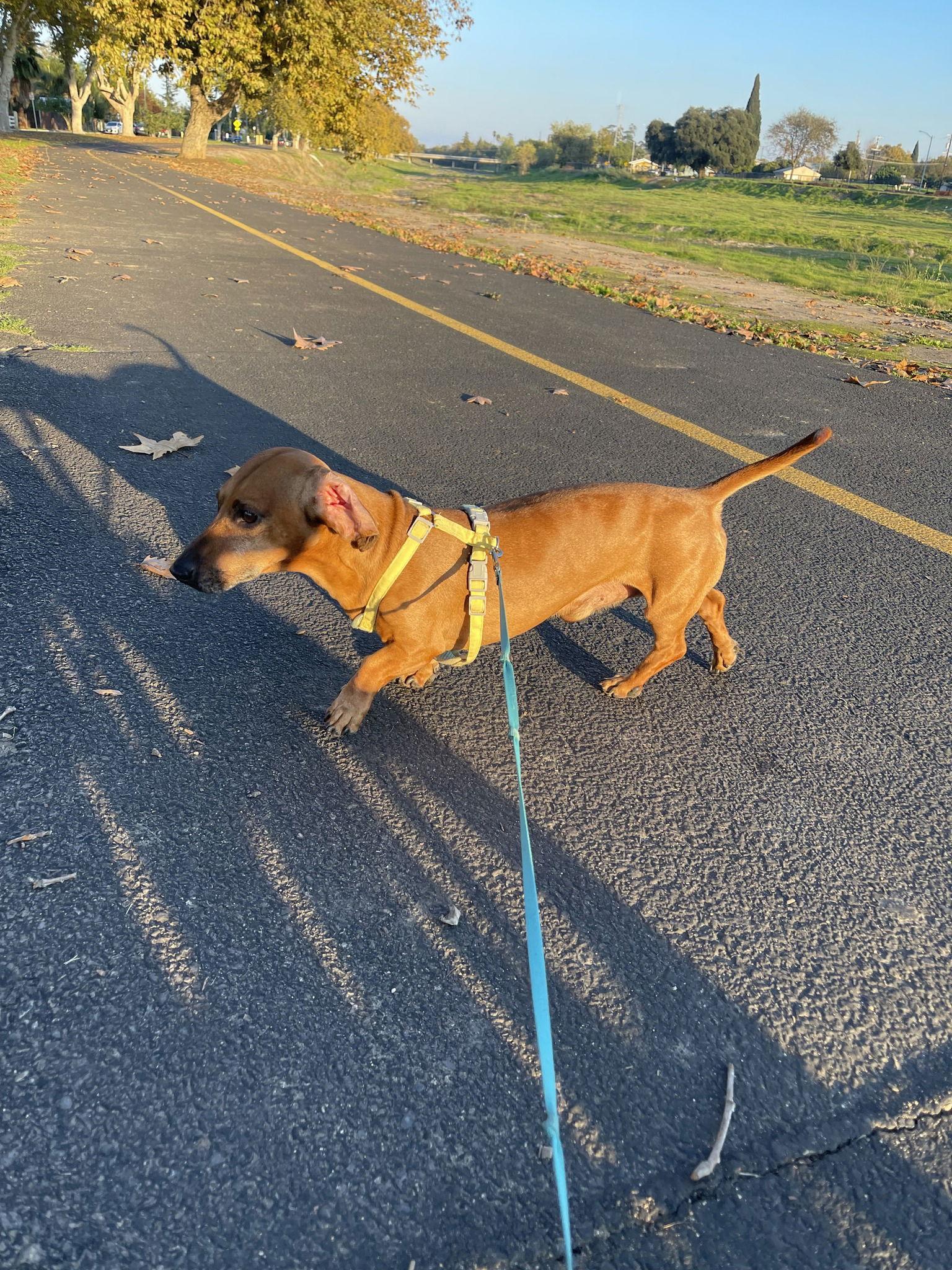 Enlarge Chip  -  Clovis, CA, a Adoptable Dachshund in Los Angeles, CA image 2/3