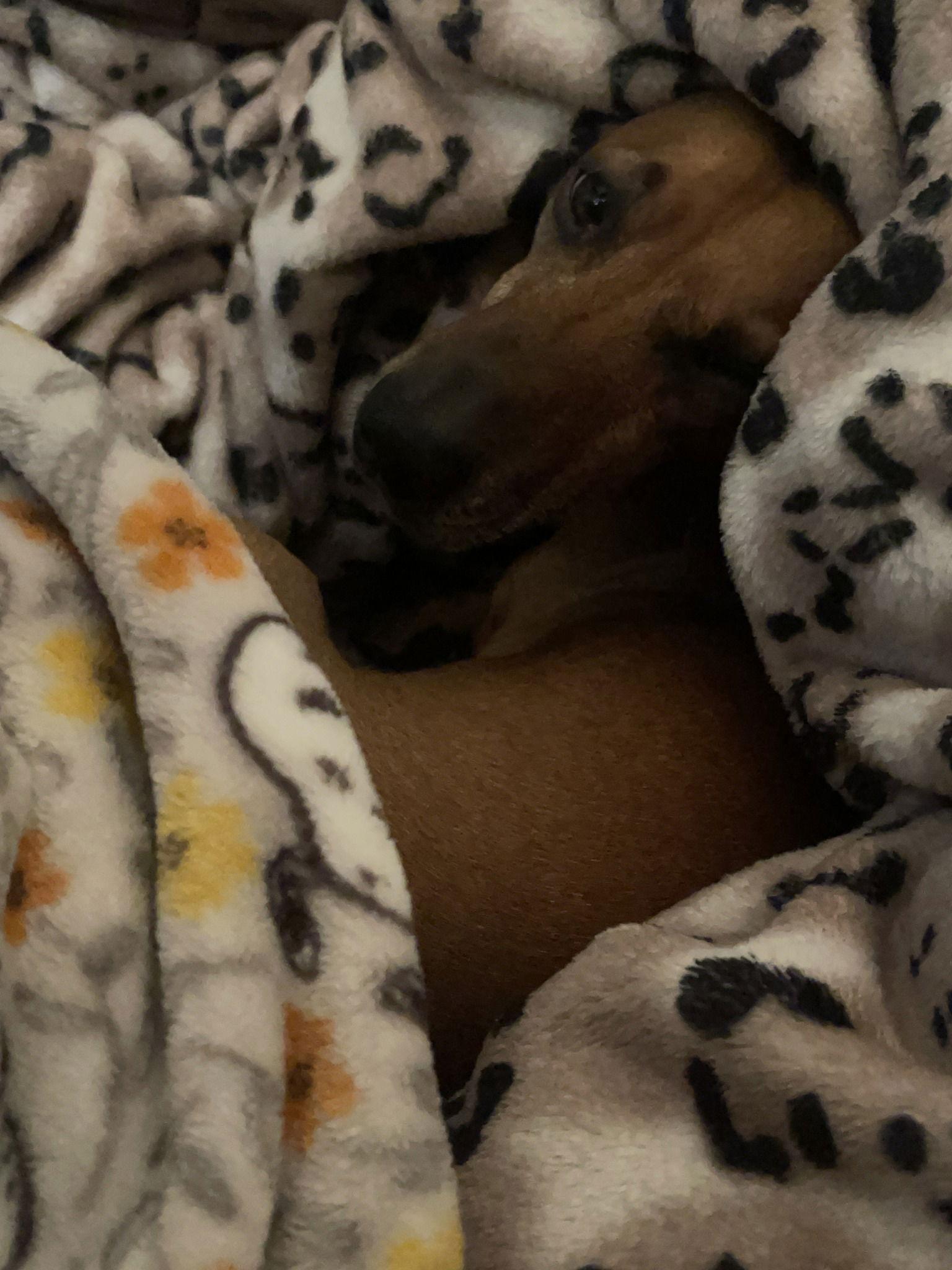 Enlarge Chip  -  Clovis, CA, a Adoptable Dachshund in Los Angeles, CA image 3/3