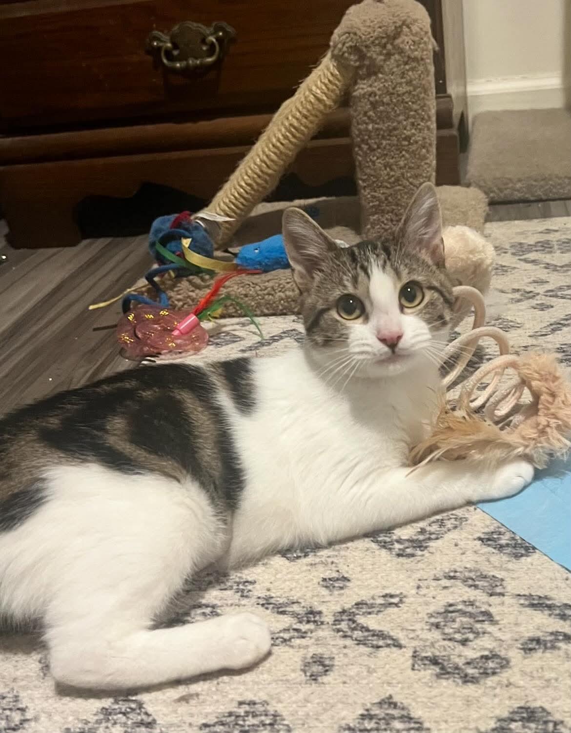 Enlarge Minnie Moo, a Adoptable Domestic Short Hair in Woodmere, NY image 1/3