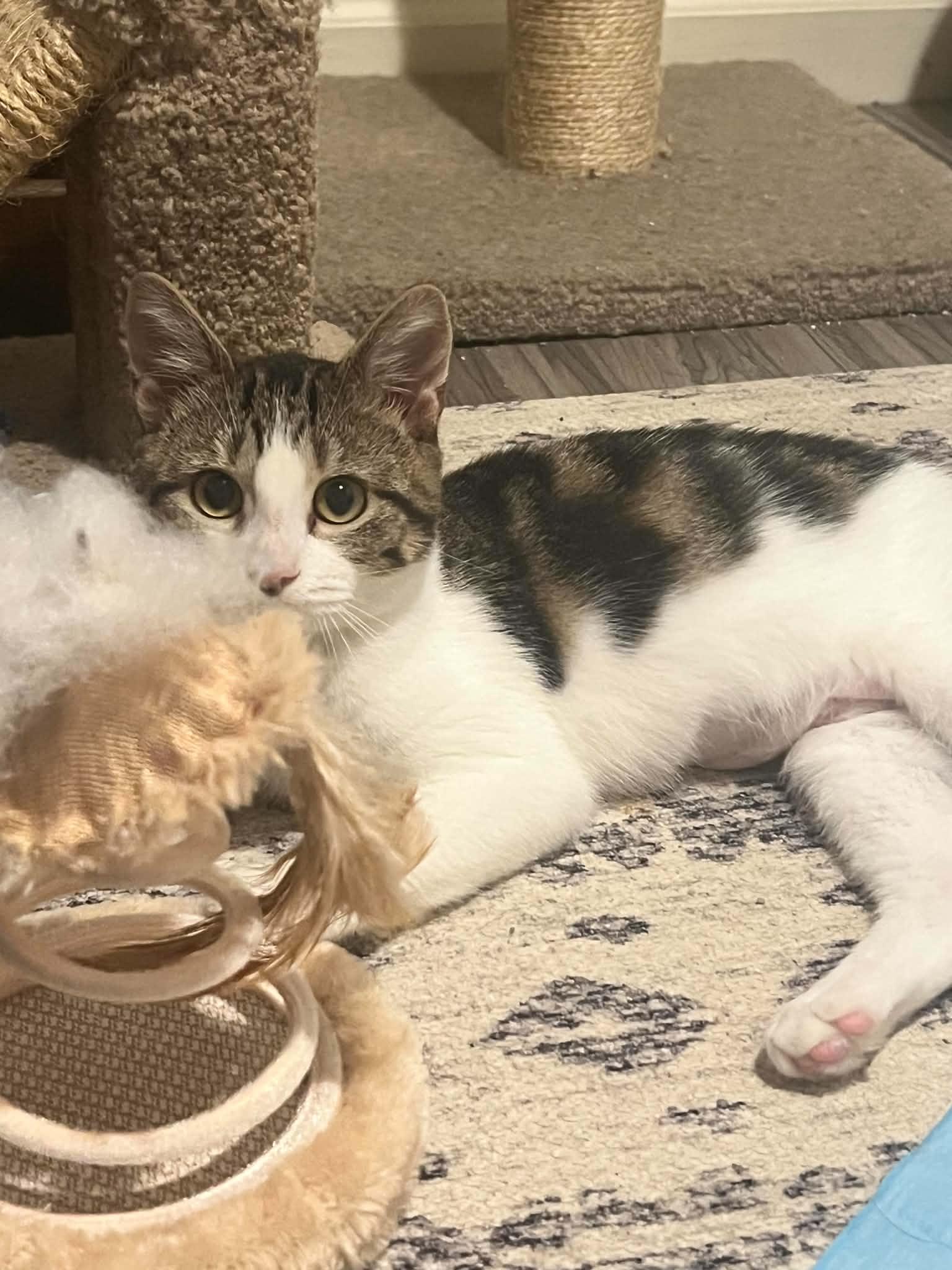 Enlarge Minnie Moo, a Adoptable Domestic Short Hair in Woodmere, NY image 2/3
